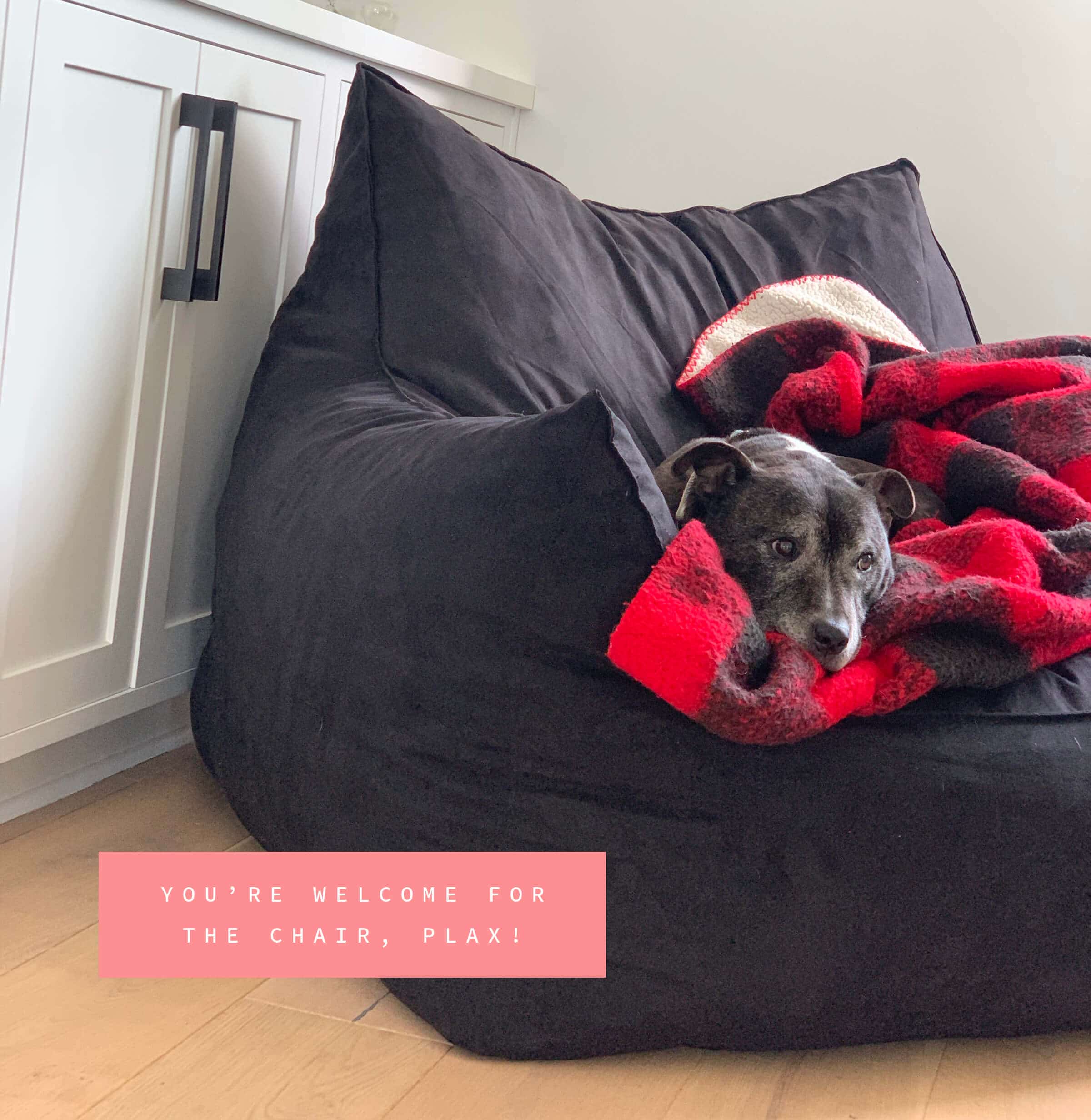 Plax loves his new chair