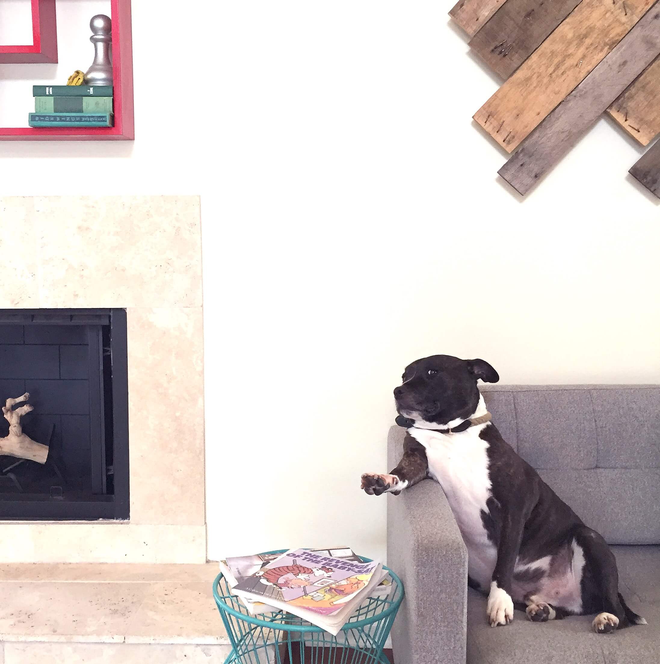Plaxico, Staffordshire Bull Terrier